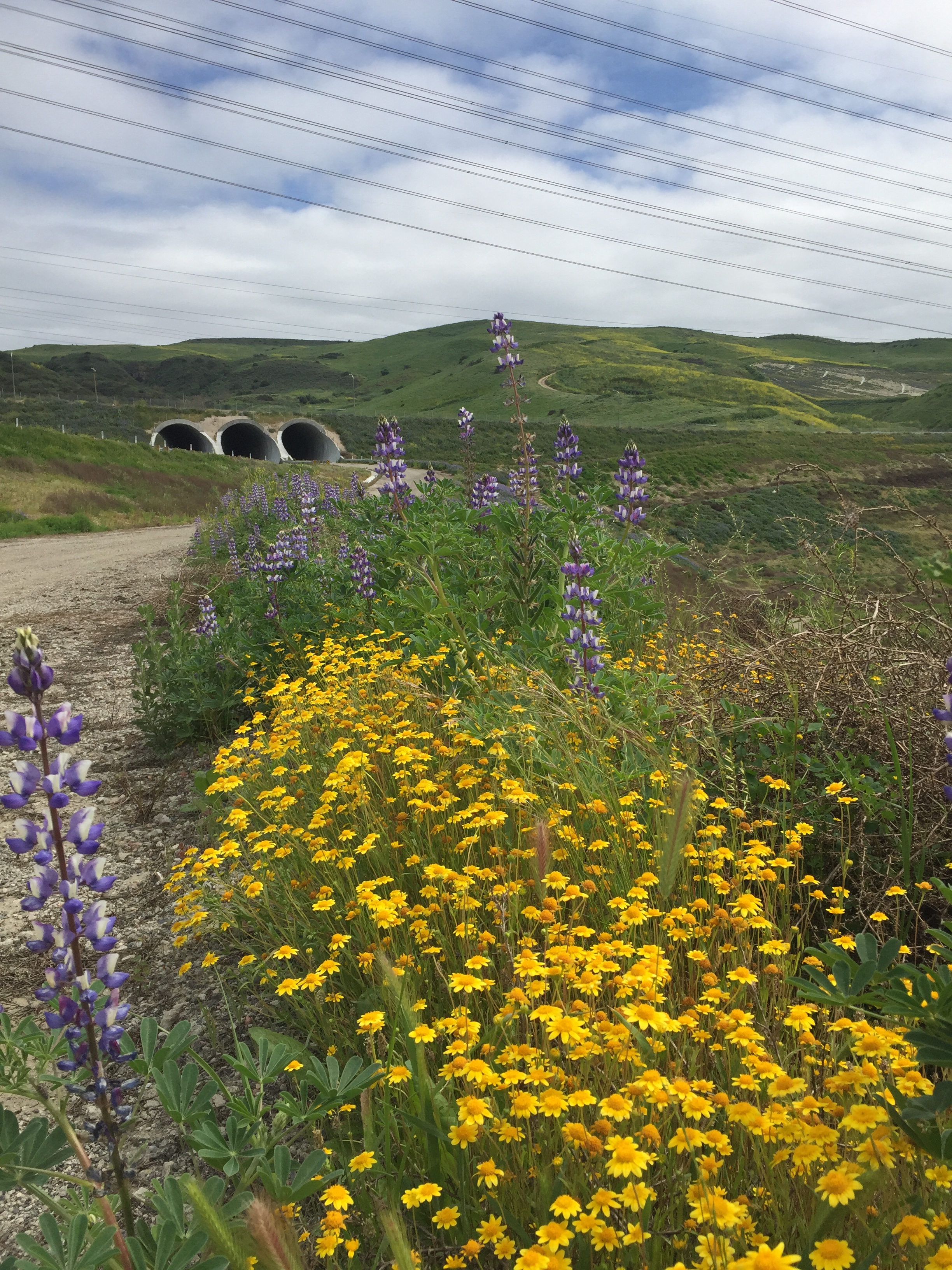 goldfields & lupines with tunnels