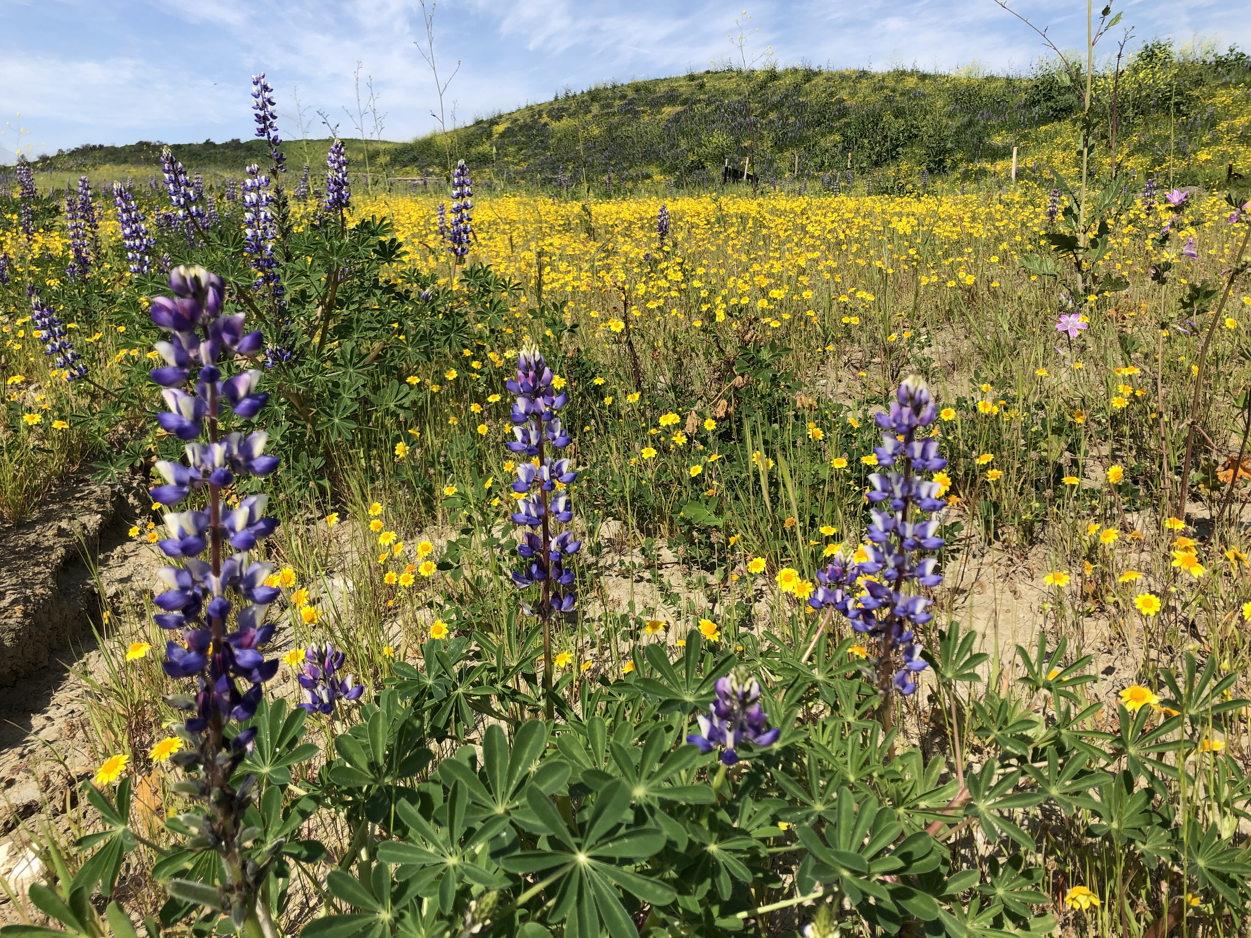 lupines and ca goldfields on stockpile