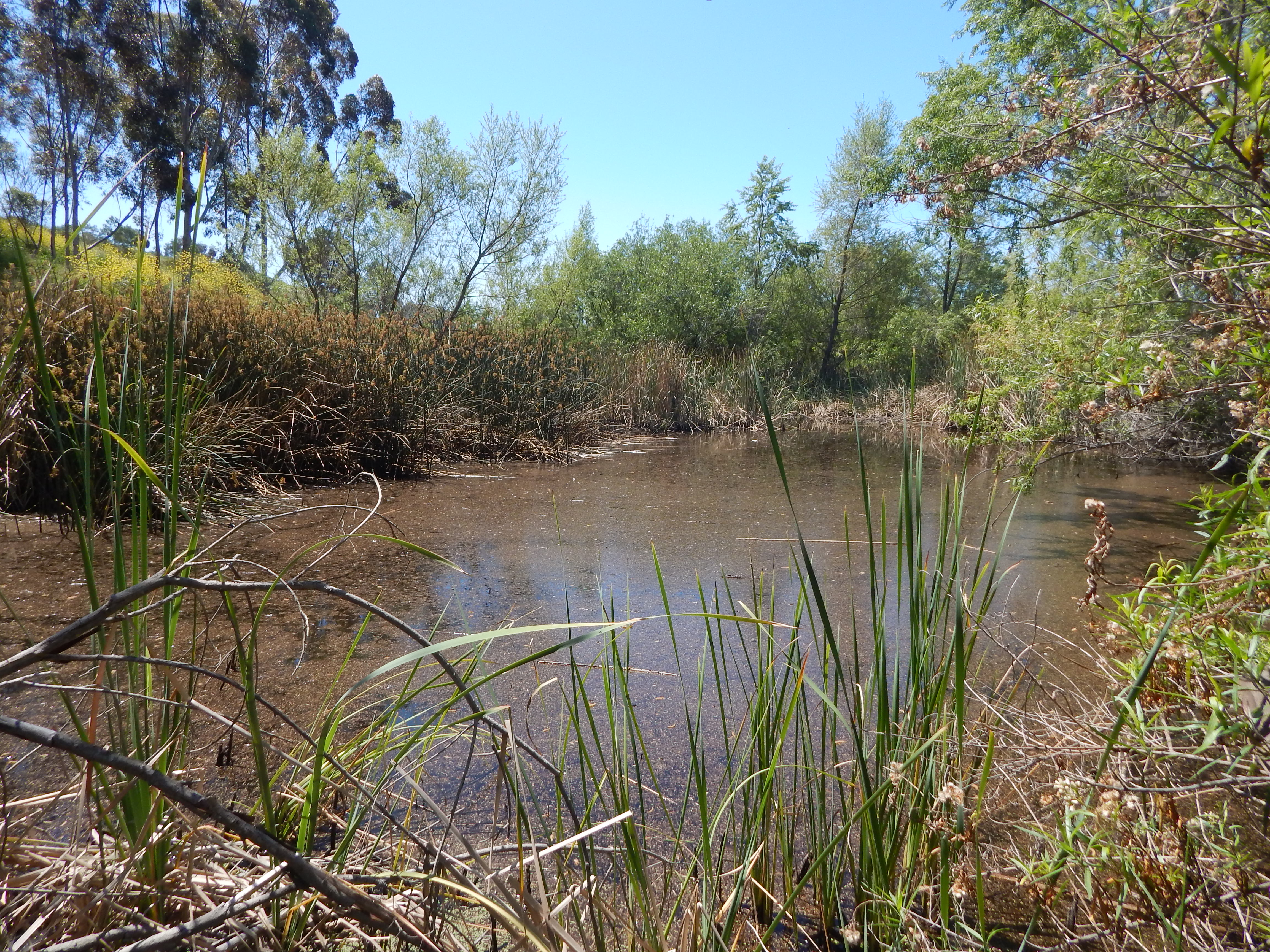 wetland habitat at prima 2