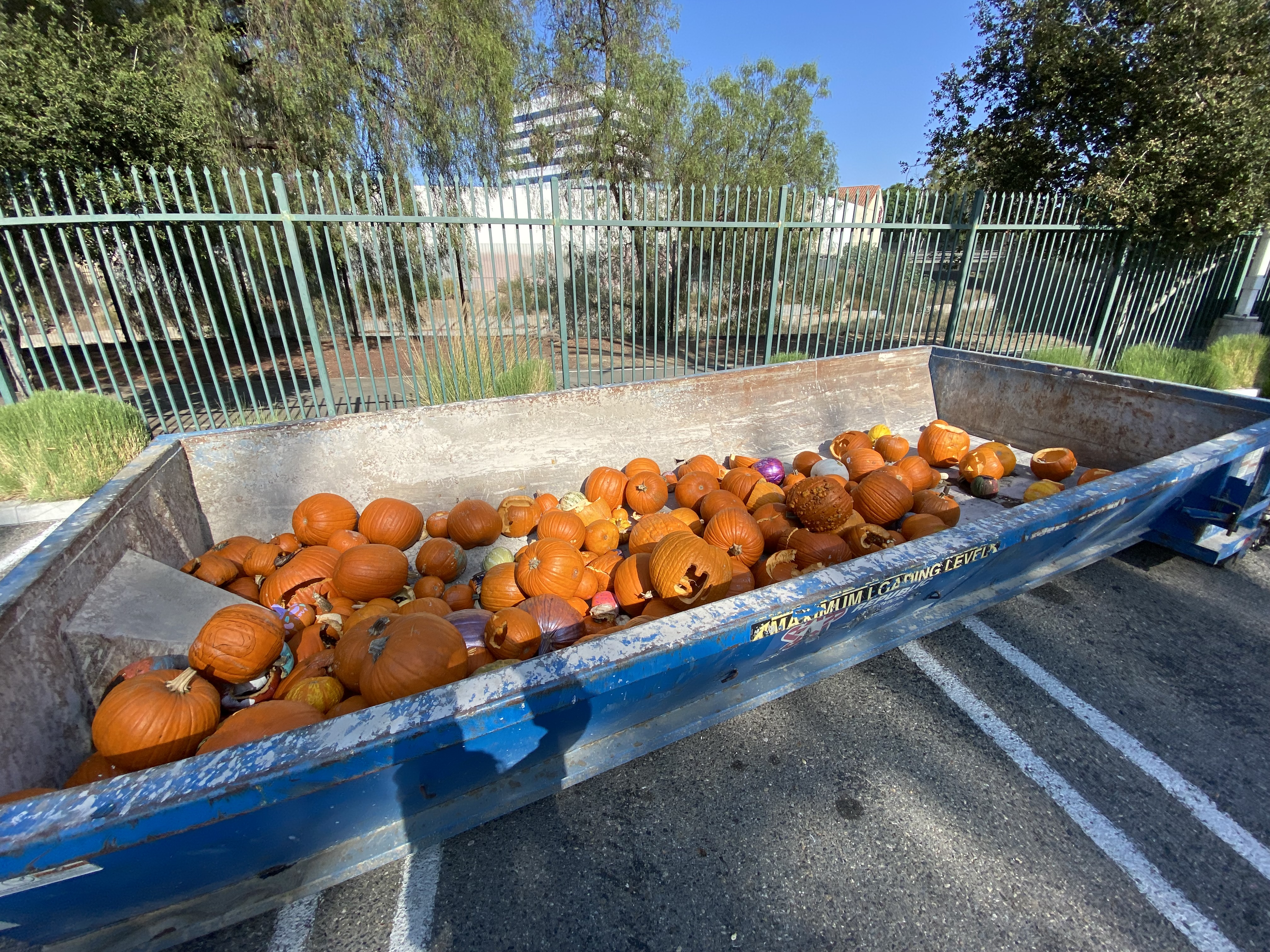 pumpkins in bin
