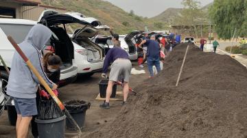 Resident shoveling compost