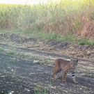 Bobcat walking at Prima Deshecha trail