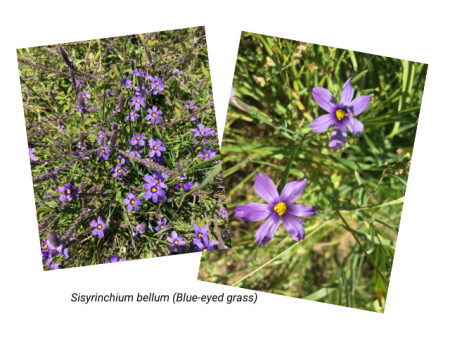 Blue-eyed grass (Sisyrinchium bellum)