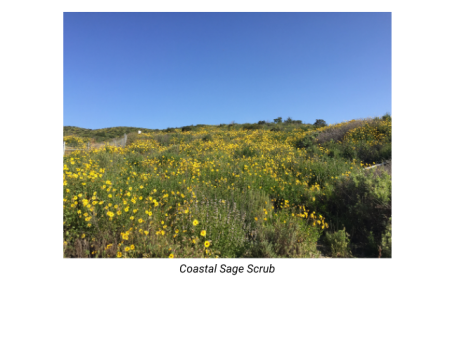 Coastal Sage Scrub