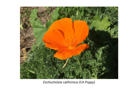 Eschscholzia californica (CA Poppy)