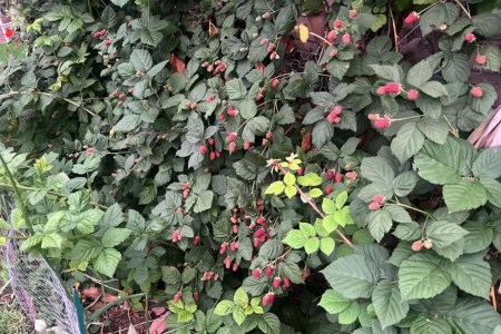 Resident photo of berries 2