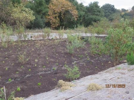 trabuco creek mitigation project