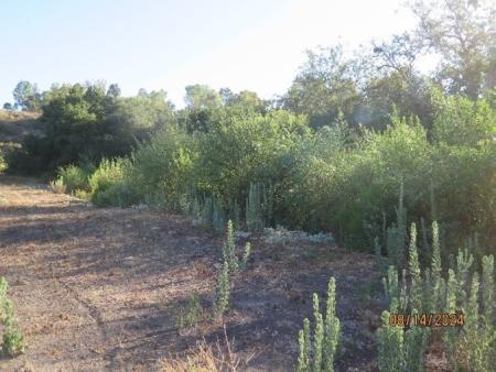 trabuco creek mitigation project